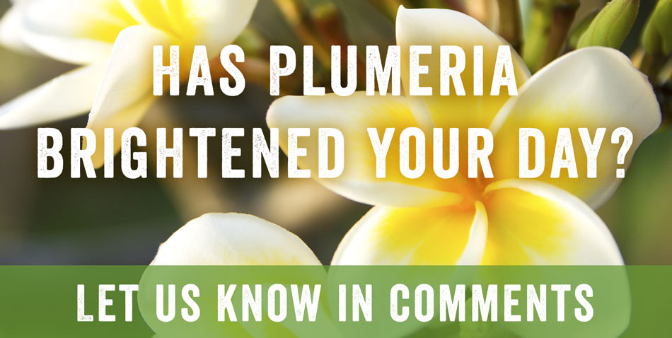 plumeria comments