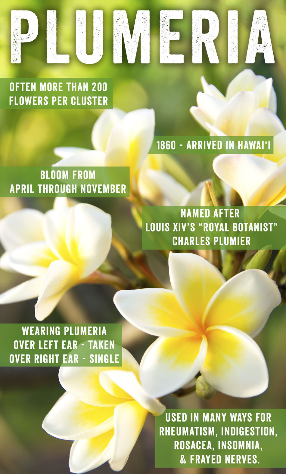 plumeria infographic