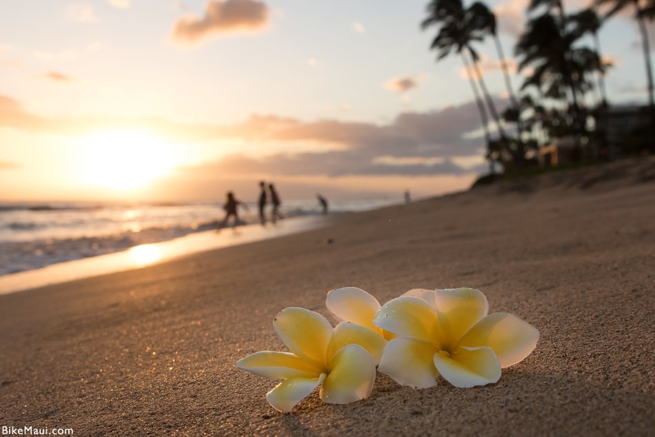 Plumeria on each at sunset in Hawaii