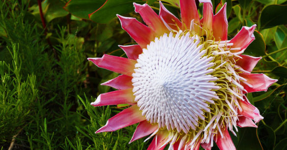 Maui Plant of the Month: Protea Flowers