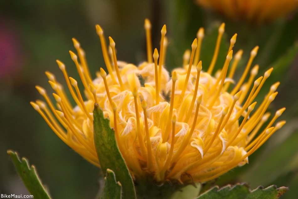 protea yellow
