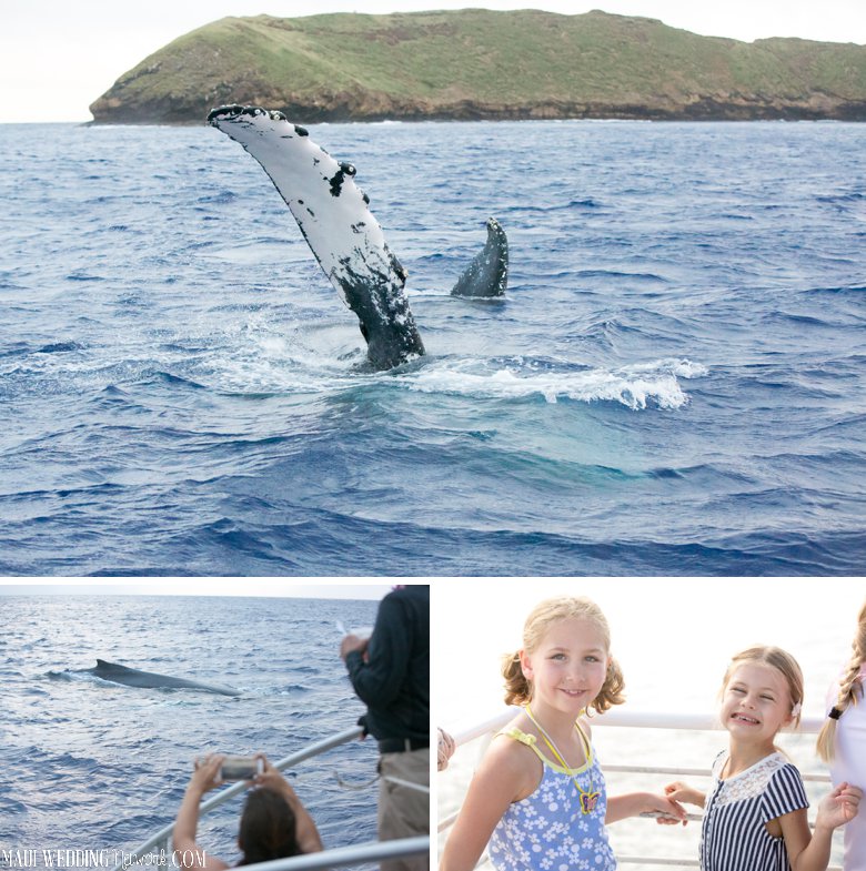 Whale Watching in Maui