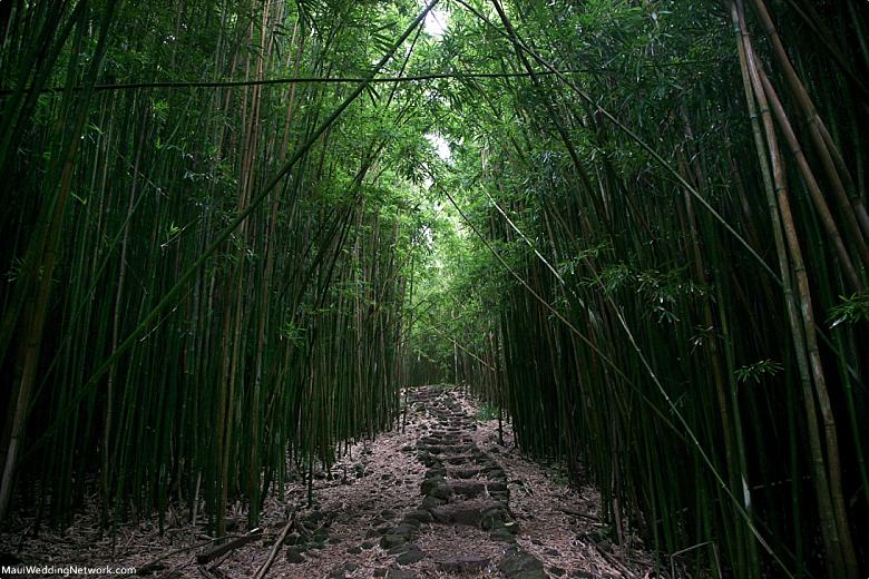 Choosing A Hana Tour Bamboo Forest