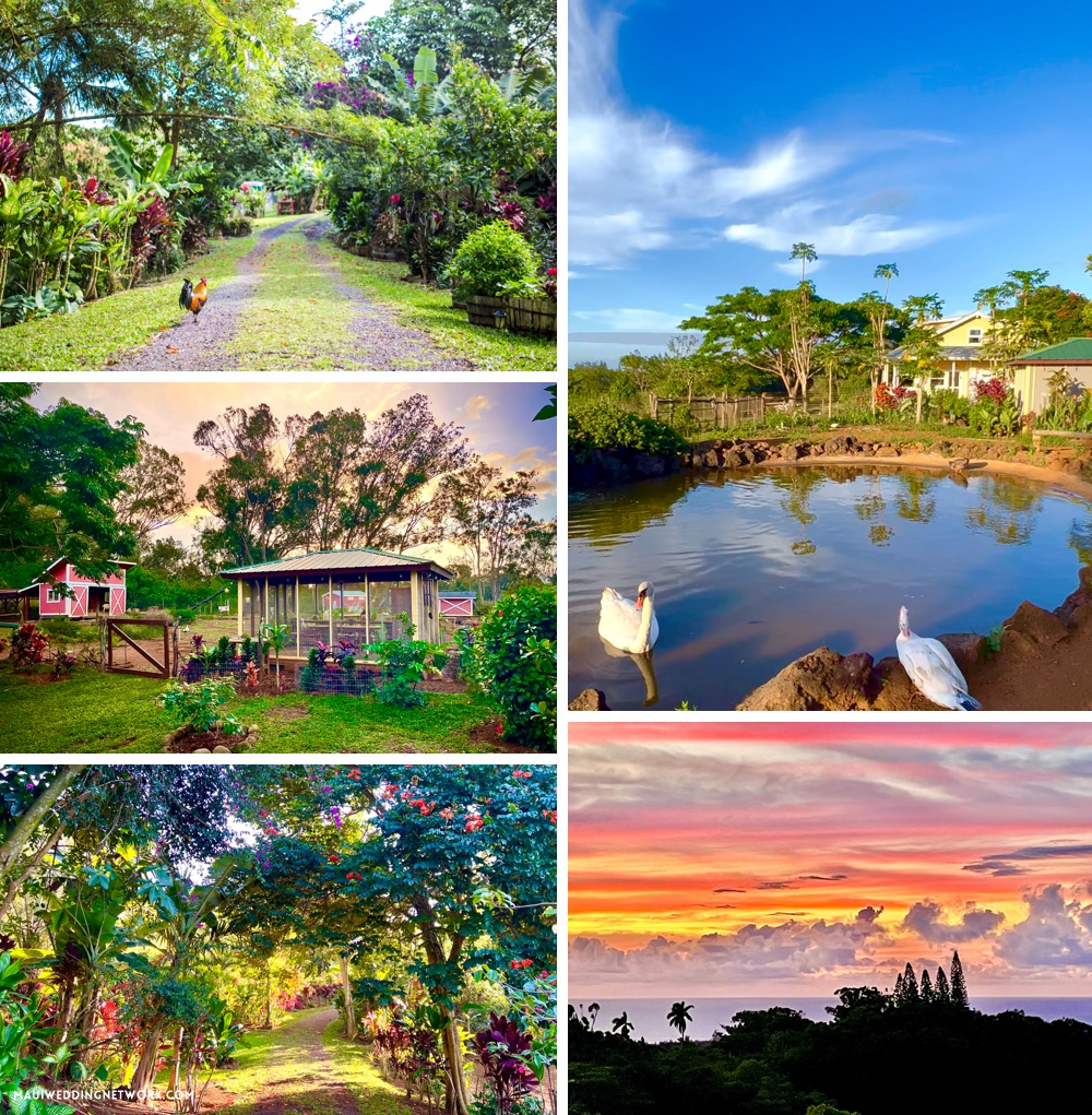 Maui farm wedding